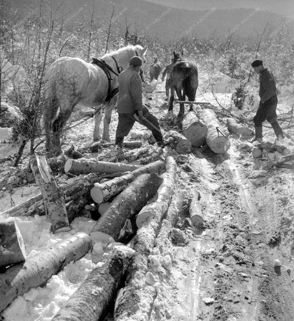 Téli fakitermelés a Mátrai Erdőgazdaságban