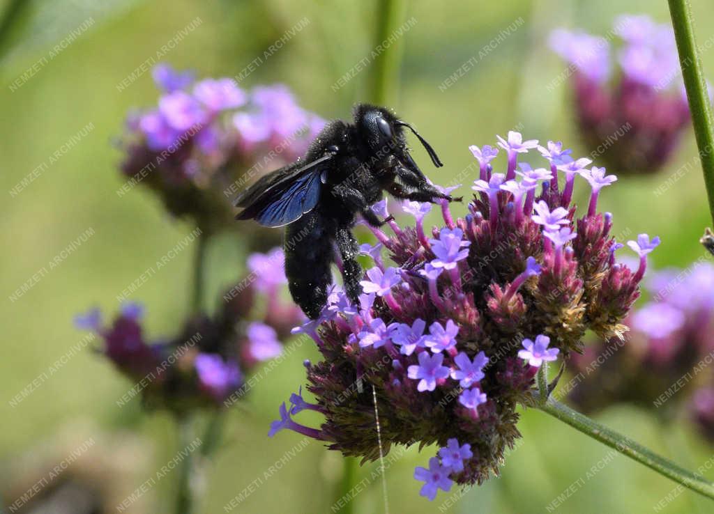 Természet - Budapest - Kék fadongó
