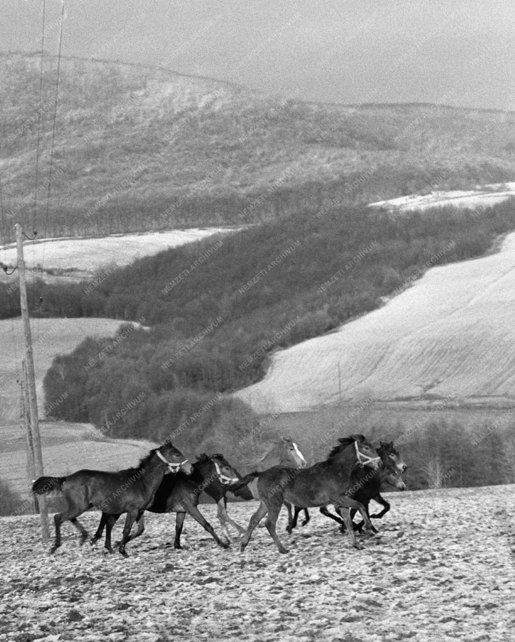 Mezőgazdaság - Galopplovakat tenyésztenek a Bakony fennsíkon