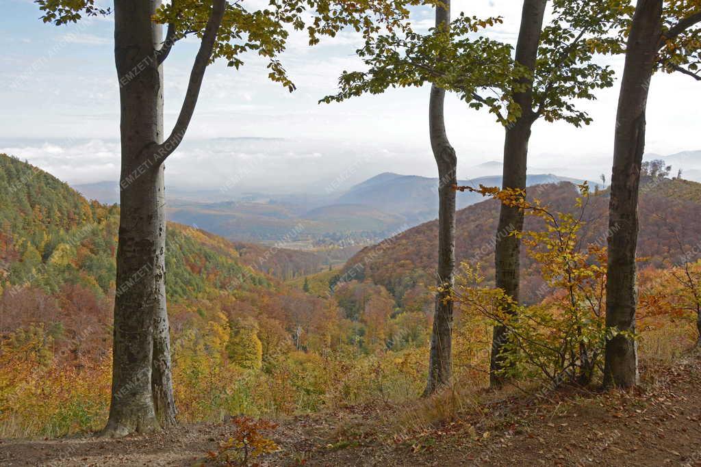 Természet - Galyatető - Őszi erdő