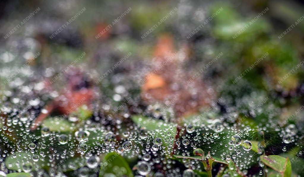 Természet - Őszi hangulat