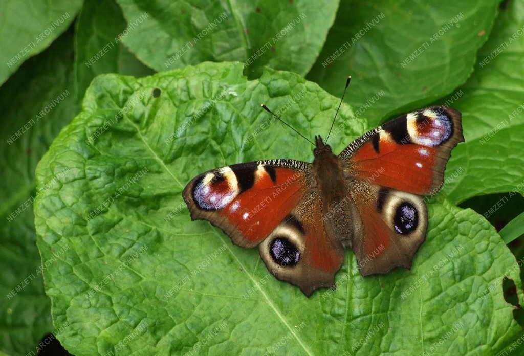 Természet - Rovar - Lepke