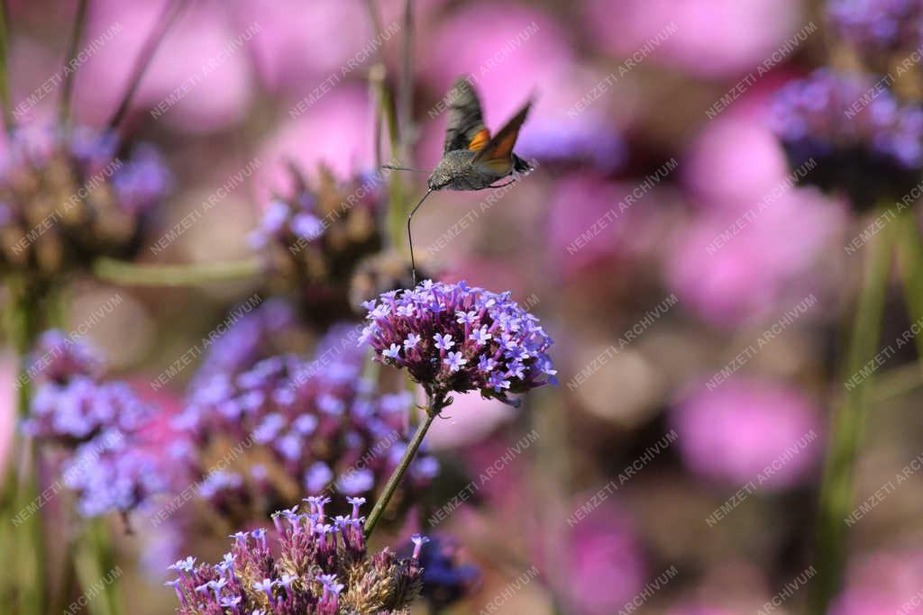Természet - Budapest - Szenderlepke