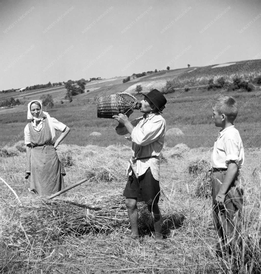Mezőgazdaság - Szalai Gyula, egyéni paraszt
