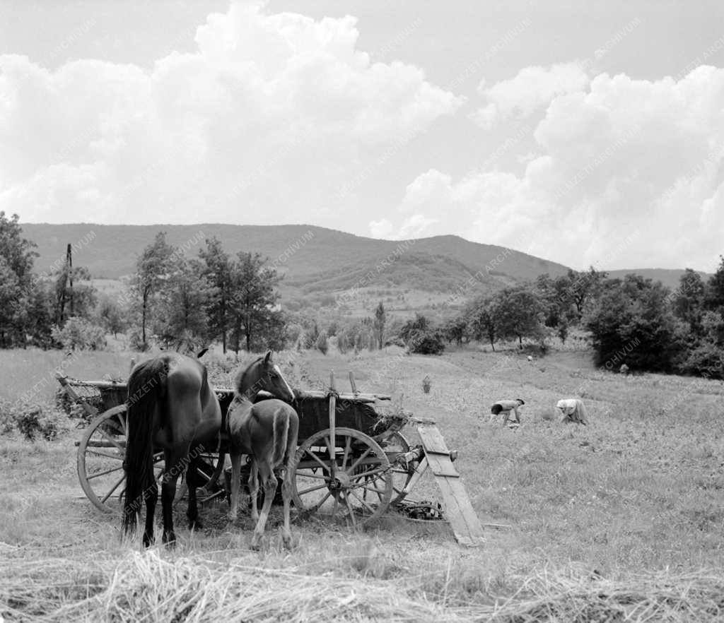 Mezőgazdaság - Táj - Dunakanyar