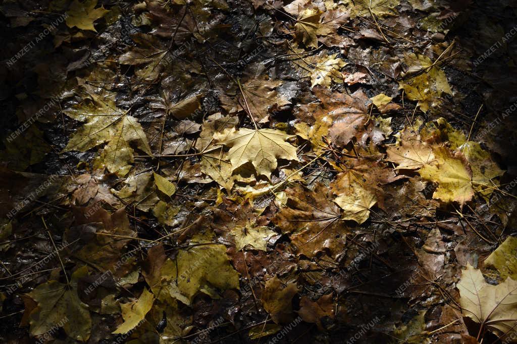 Természet - Budapest - Őszi Népliget 