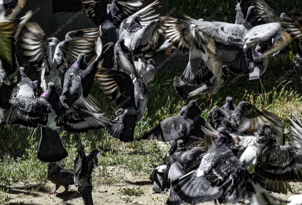 Természet - Budapest - Galambcsapat