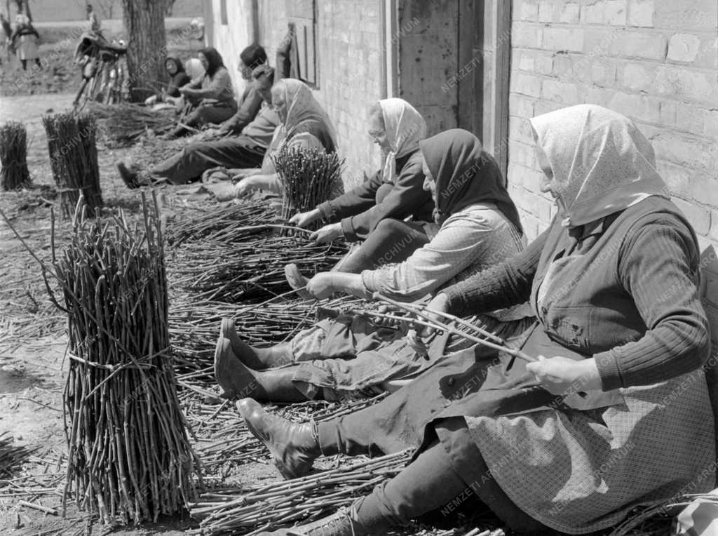 Mezőgazdaság - Szőlőtelepítés