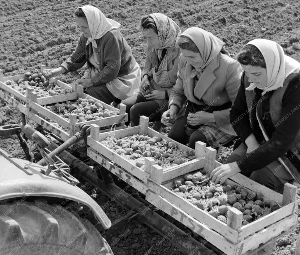 Mezőgazdaság - Dunapataji Petőfi Termelőszövetkezet