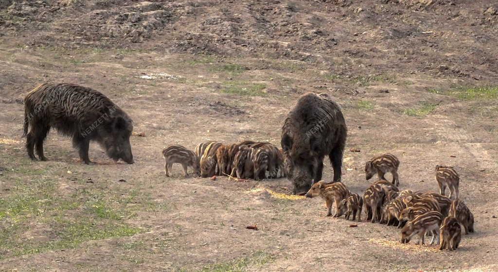 Állatvilág - Nógrád - Nógrádi Vadaspark