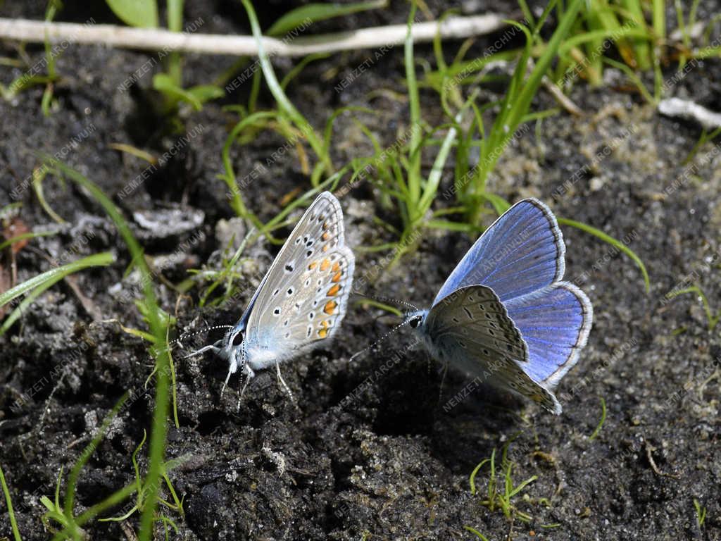 Természet - Budapest - Boglárka lepke