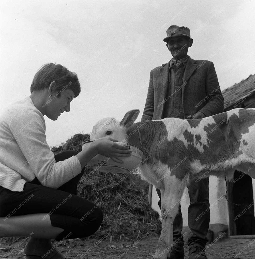 Életkép - Fiatal lány kisborjúval