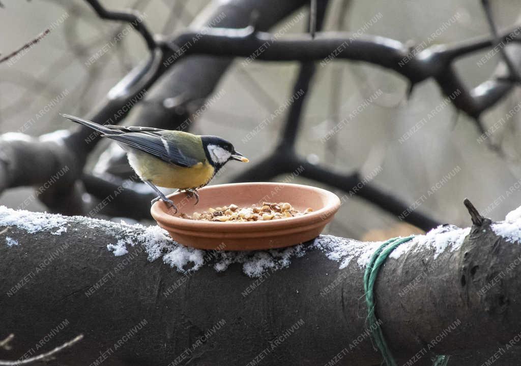 Természet - Budapest - Széncinege a Népligetben