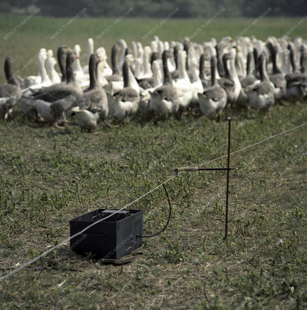 Mezőgazdaság - Villanypásztor a Gödöllői Agrártudományi Egyetem gazdaságában