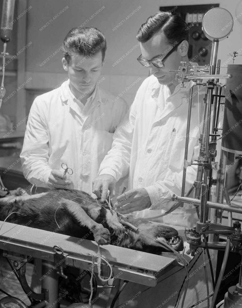 Tudomány - Egészségügy - Amerikai kutatóorvos Budapesten