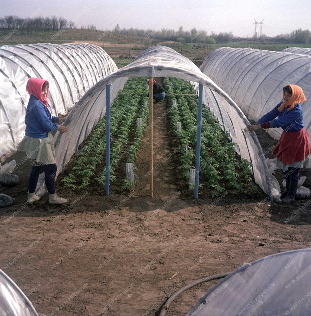 Mezőgazdaság - Fóliasátras termesztés a kertészetben