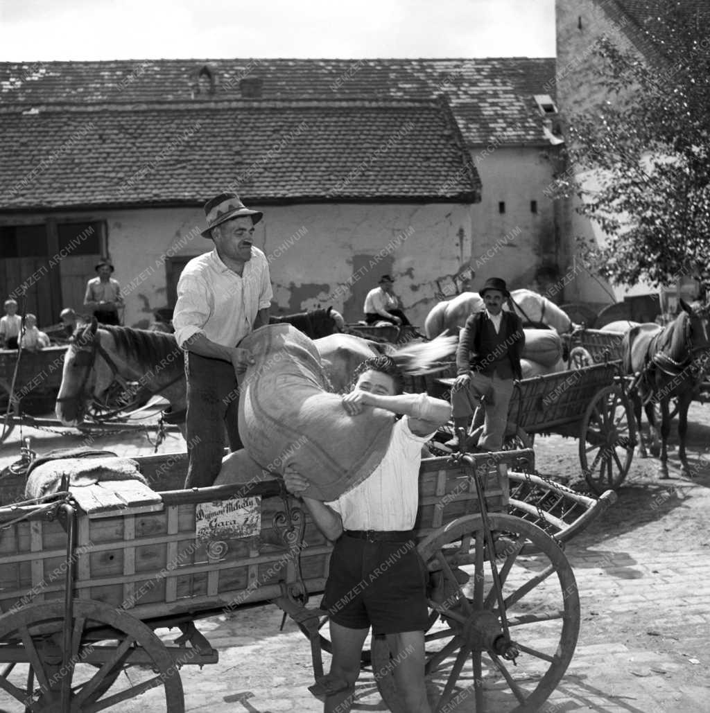 Mezőgazdaság - Szabadpiaci jogot kapott kenyérgabonára Gara
