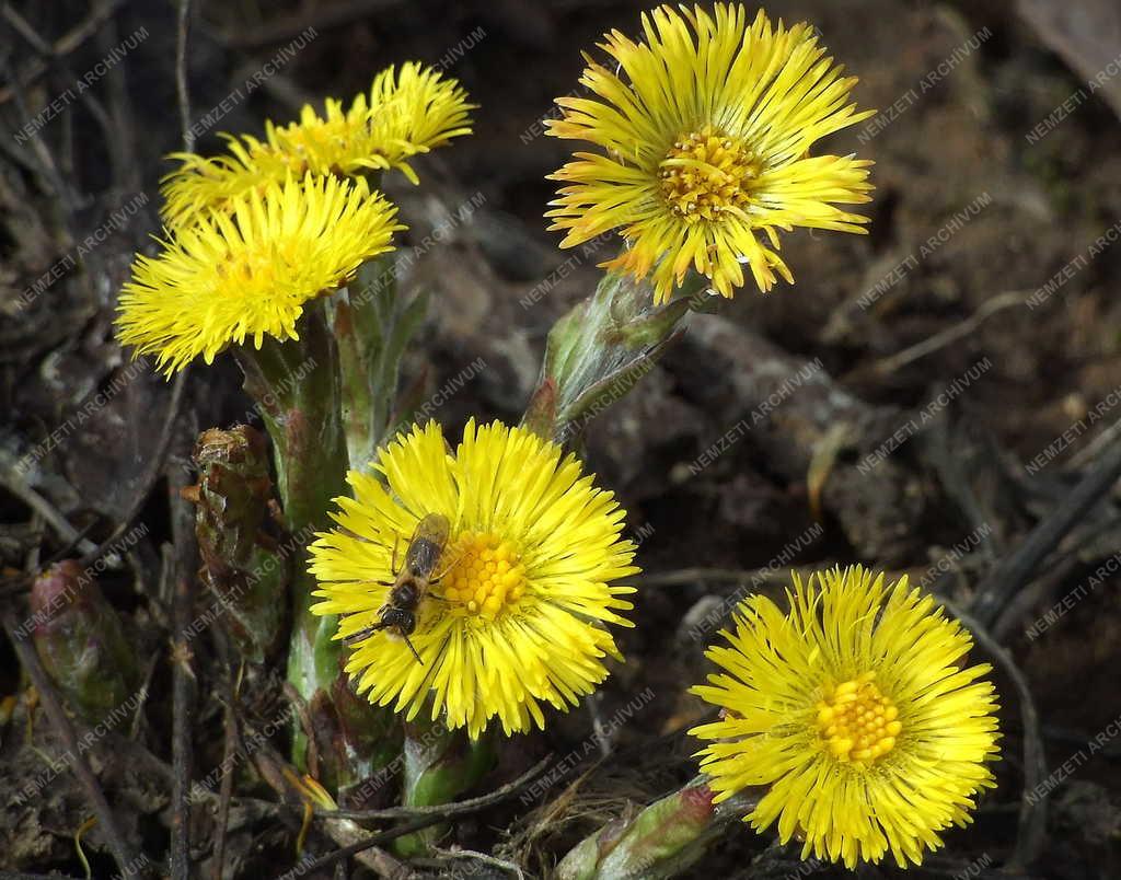 Természet - Évszak - Tavaszi vadvirág