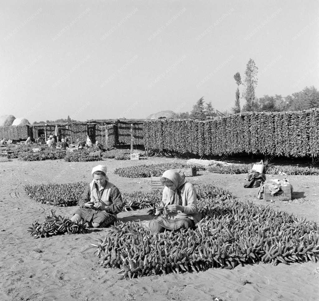 Növénytermesztés - Gazdag fűszerpaprika-termés