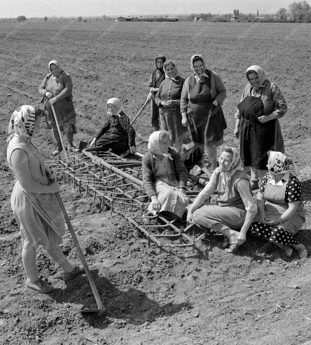 Mezőgazdaság - Szocialista nőbrigád a szentlőrinci tÚttörő Tsz-ben