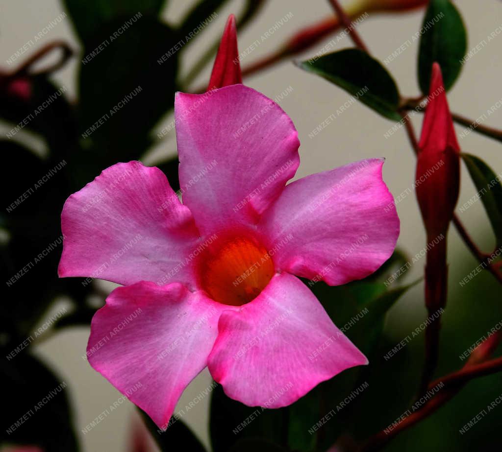 Természet - Verőce - Tölcsérjázmin 