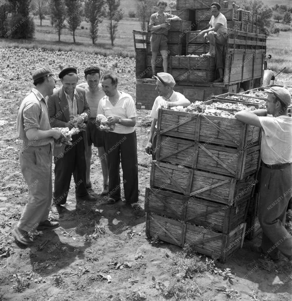 Mezőgazdaság - Agronómus munkában
