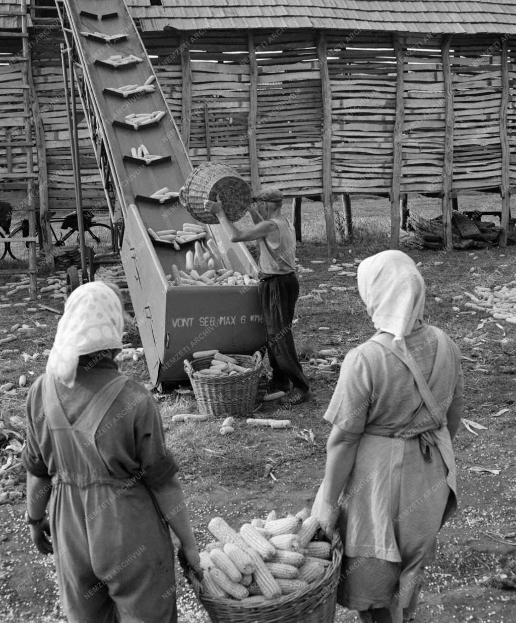 Mezőgazdaság - Törik a kukoricát az abonyi József Attila Tsz-ben