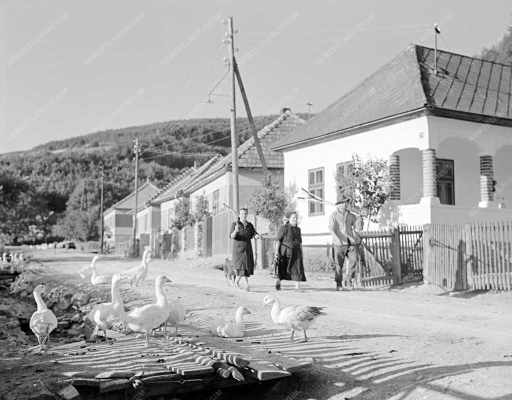 Életkép - Hazafelé 