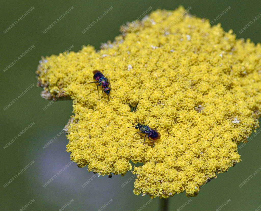 Természet - Rovarok