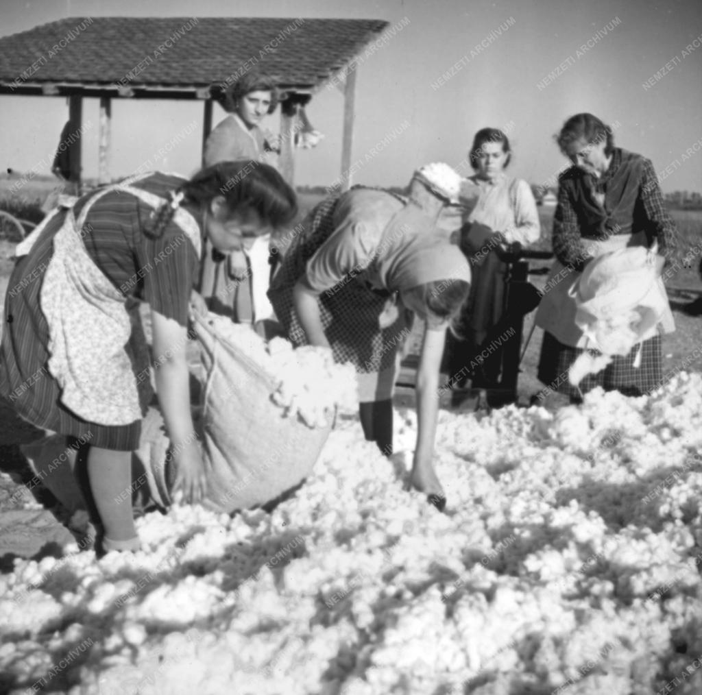 Mezőgazdaság - Gyapotszüret