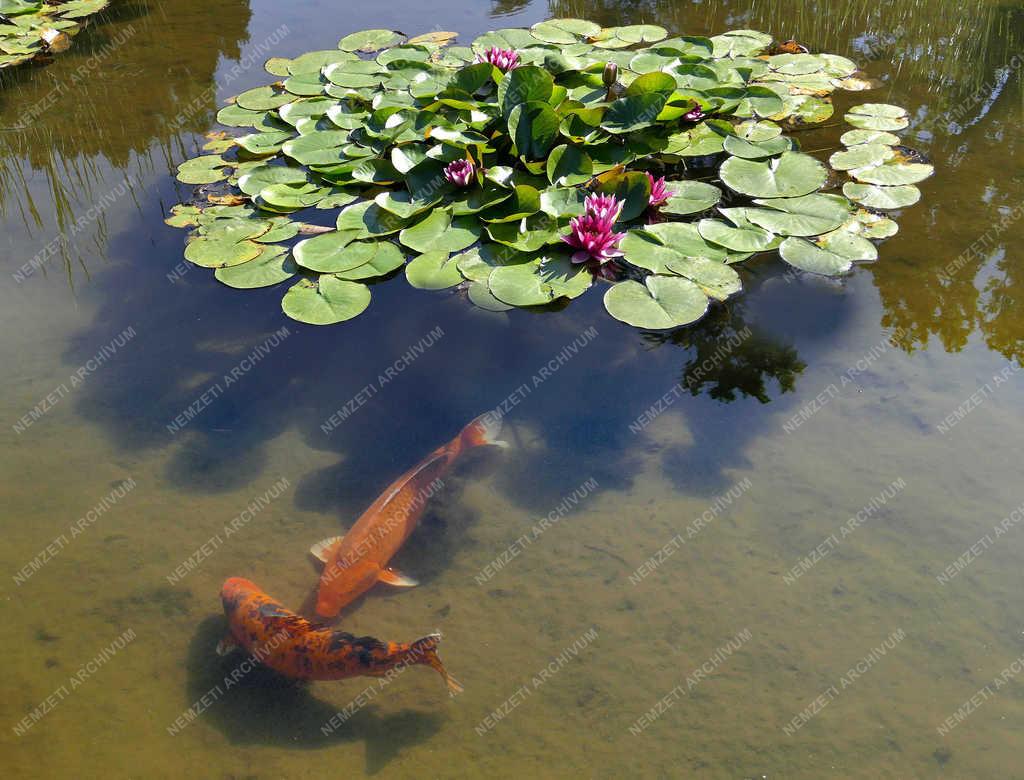 Természet - Budapest - Aranyhal és tündérrózsák a Margitszigeten