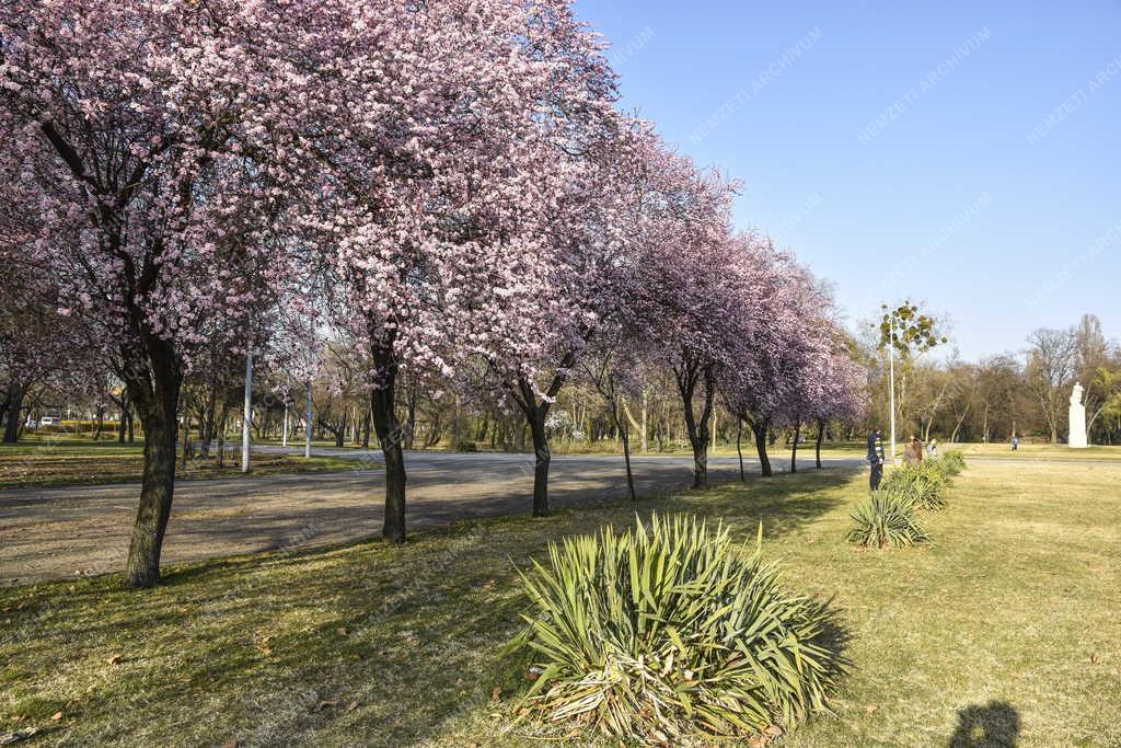 Természet - Budapest - Népliget
