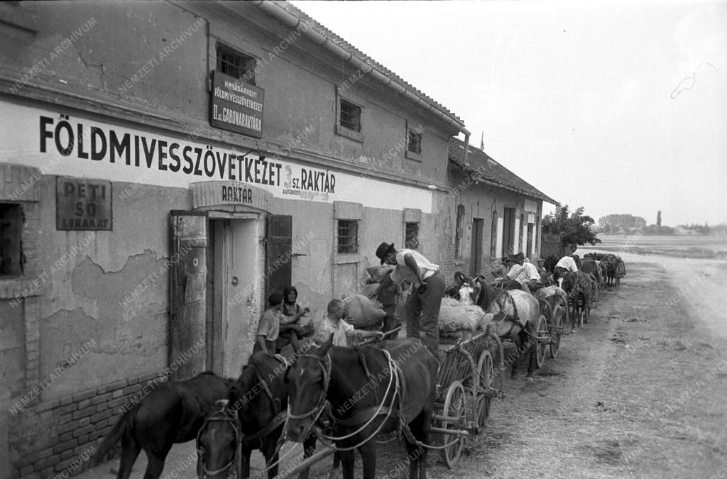 Mezőgazdaság - Közös munka a tsz-ekben