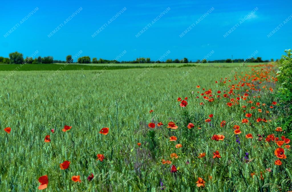 Mezőgazdaság - Érik a gabona Polgárnál