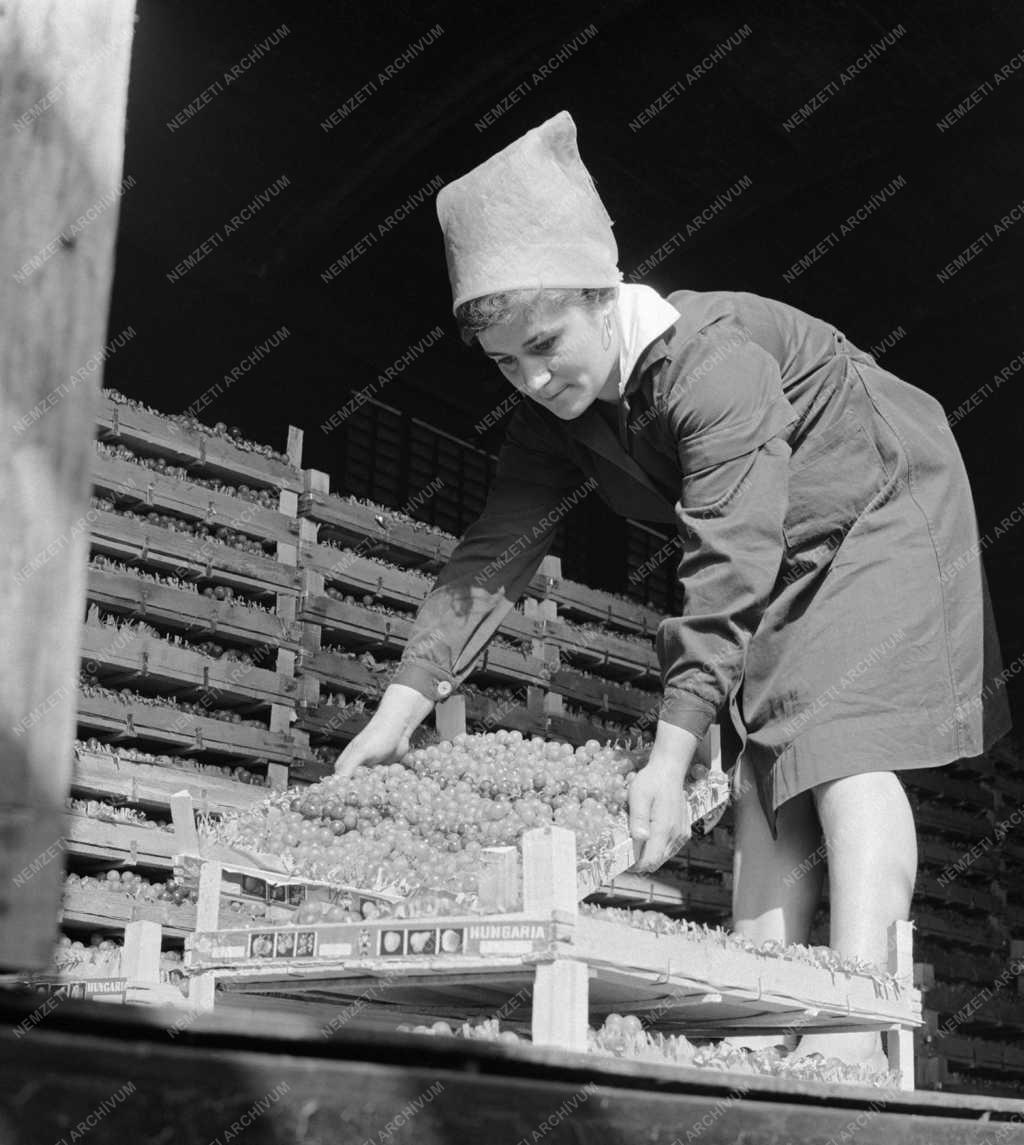 Logisztika - Mezőgazdasági Termékértékesítő Közös Vállalat