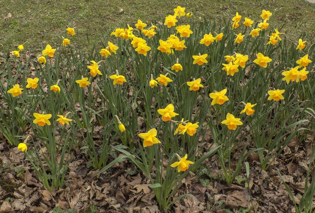 Természet - Budapest - Budai Arborétum