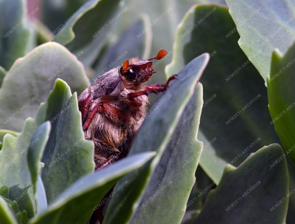 Természet - Májusi cserebogár