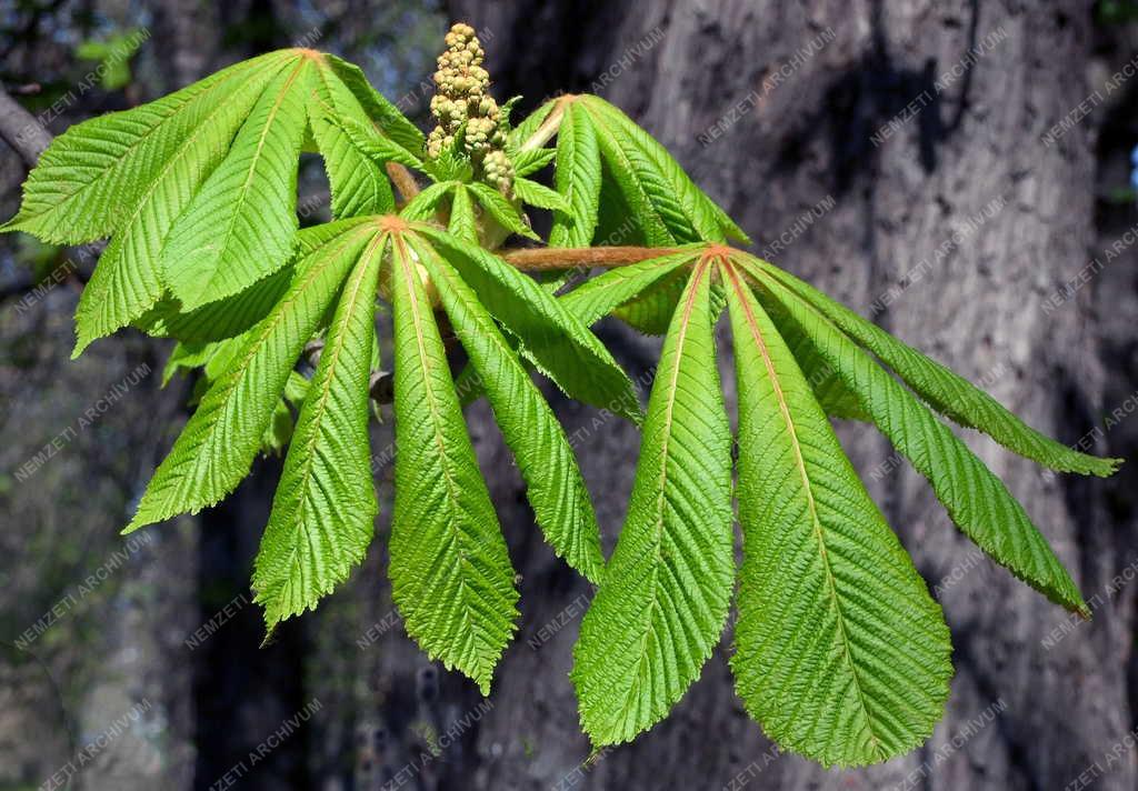 Természet - Budapest - Virágzik a  vadgesztenye 