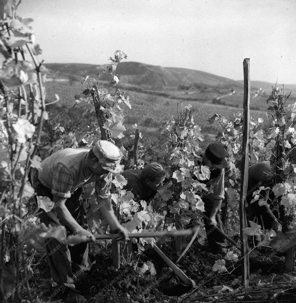 A szerző válogatása - Szüret a Szőlészeti Kutató Intézetben