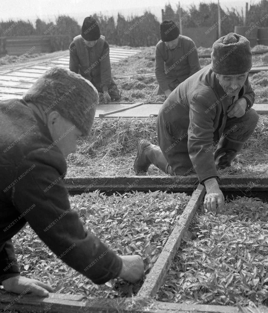 Mezőgazdaság - Felszabadulási munkaverseny a dányi Magvető Termelőszövetkezetben