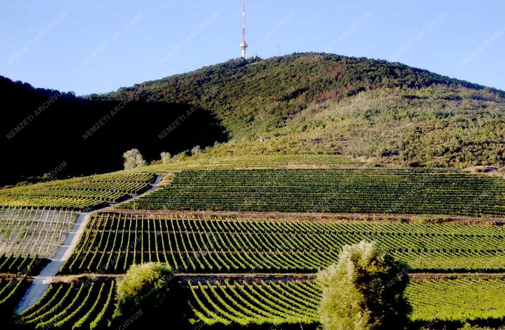 Tájkép - Tokaj - Tokaj-hegy szőlőtáblákkal