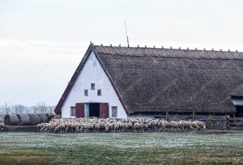 Mezőgazdaság - Őszi legeltetés a Hortobágyon