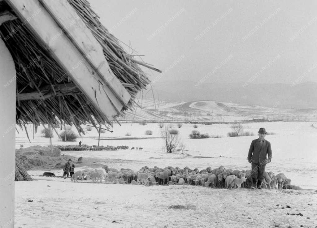 Mezőgazdaság - Húsvéti bárányok a Szilvásváradi Állami Gazdaságban