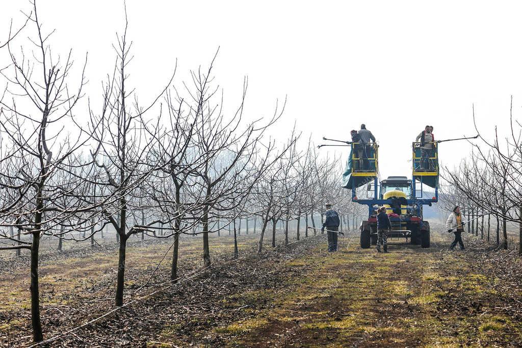 Gyümölcstermesztés - Hajdúdorog - Metszik a diófákat  