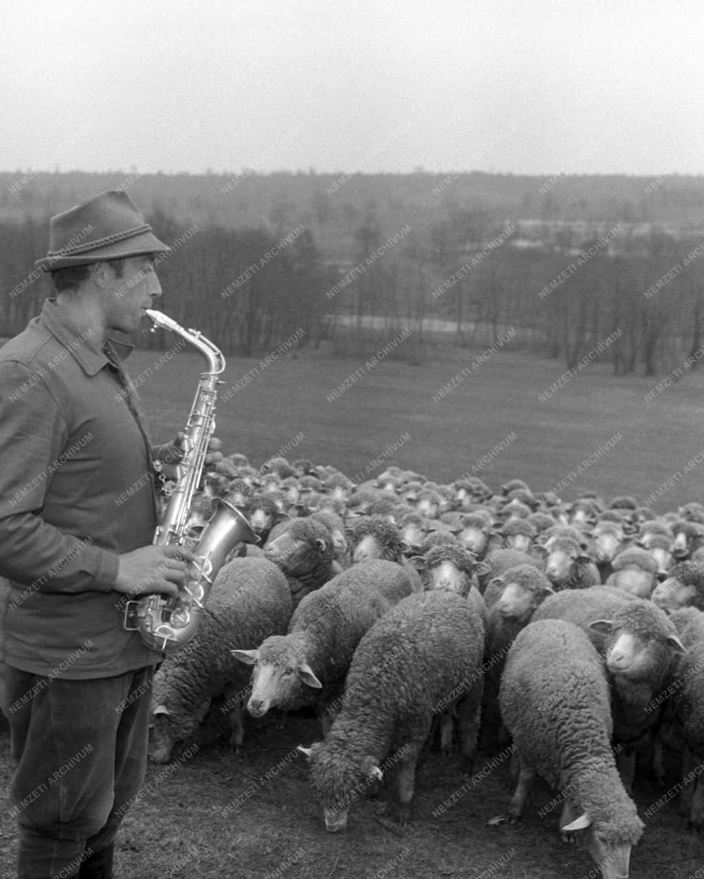 Foglalkozás - Heszler András, a Városlődi Állami Gazdaság juhásza