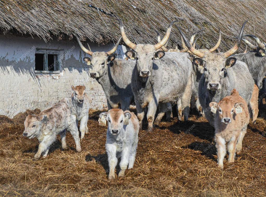 Állattartás - Hortobágy - Születnek a magyar szürkemarha borjak 