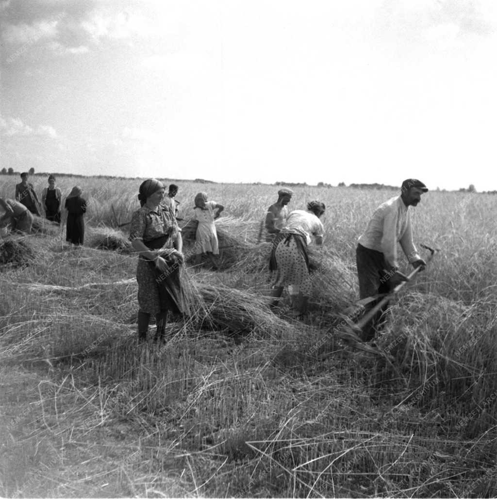 Mezőgazdaság - Kaszás aratás