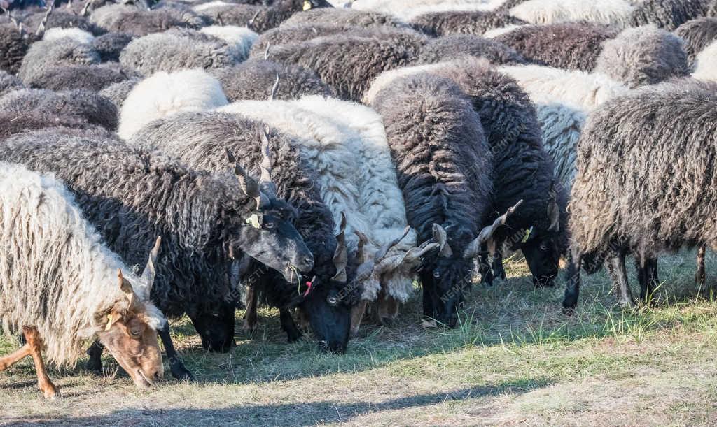 Turizmus - Hortobágy - Csavart szarvú racka juhok