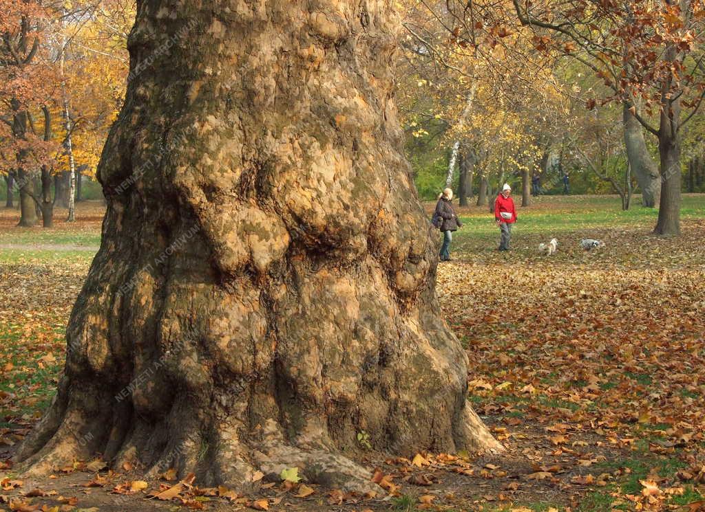 Természet - Park - Ősz a Margitszigeten