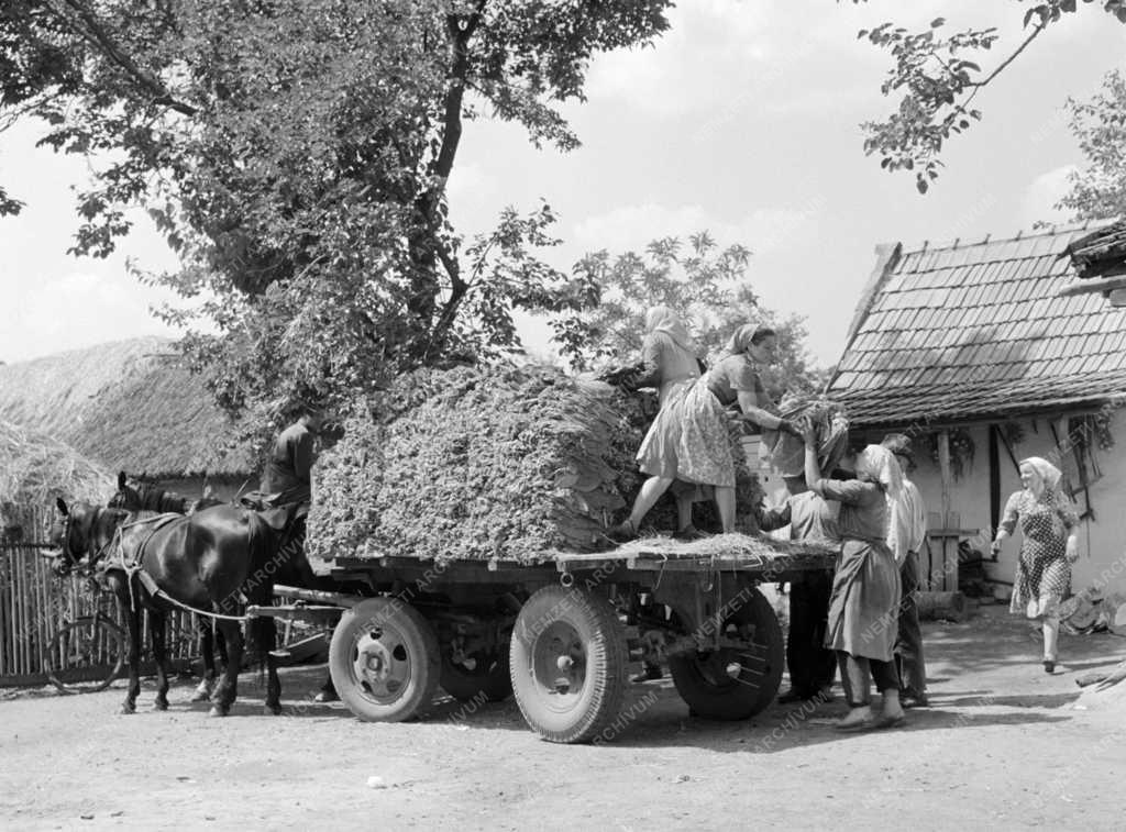 Mezőgazdaság - Törik a dohányt a hevesi Vörös Október Tsz-ben